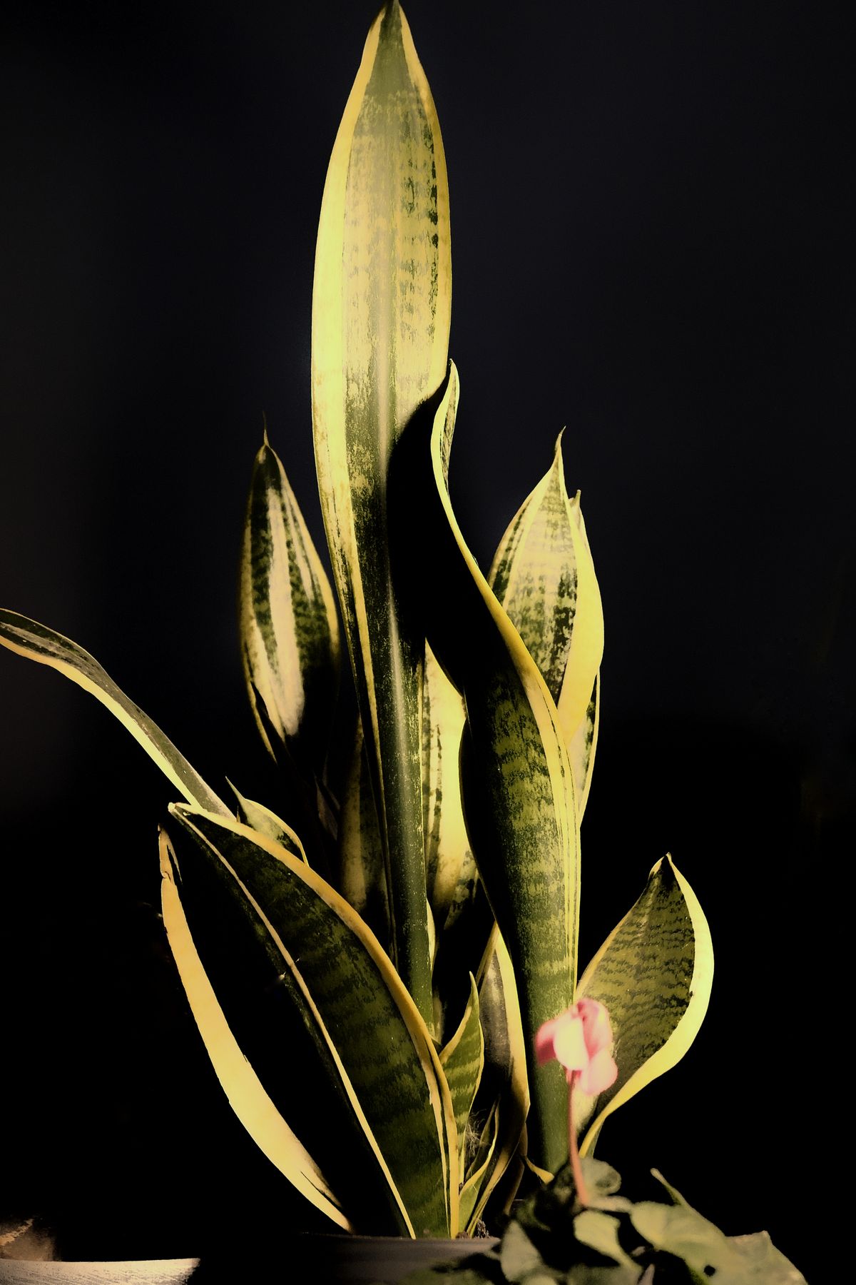Close-up of Dracaena trifasciata leaves showing the firm, rigid texture of a fully hardened, mature snake plant leaf