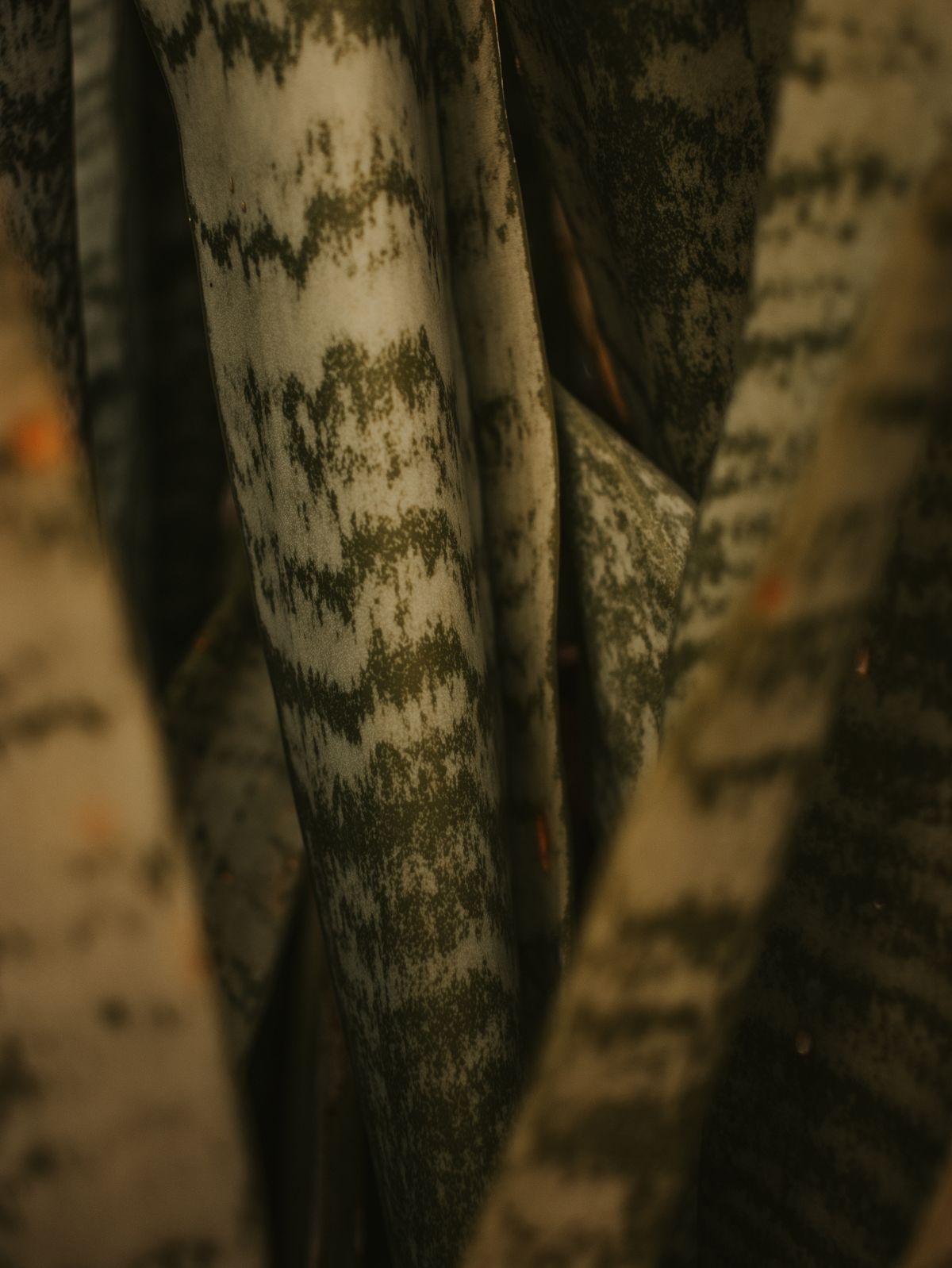 Snake Plant Brown Spots: Identify the Cause by Lesion Pattern