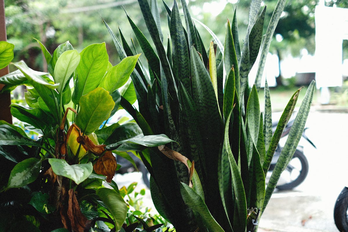 Sansevieria Propagation Methods: A Scientific View