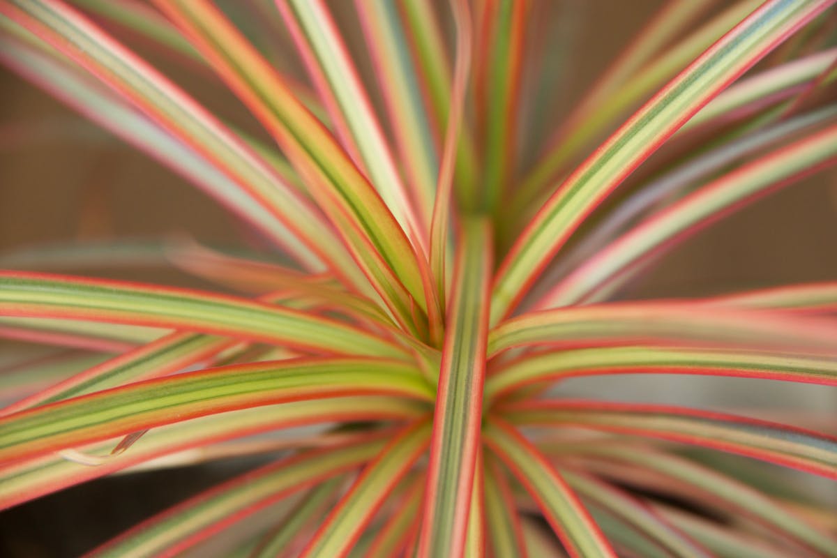 Dracaena plant with long green sword-shaped upright leaves in a modern indoor space