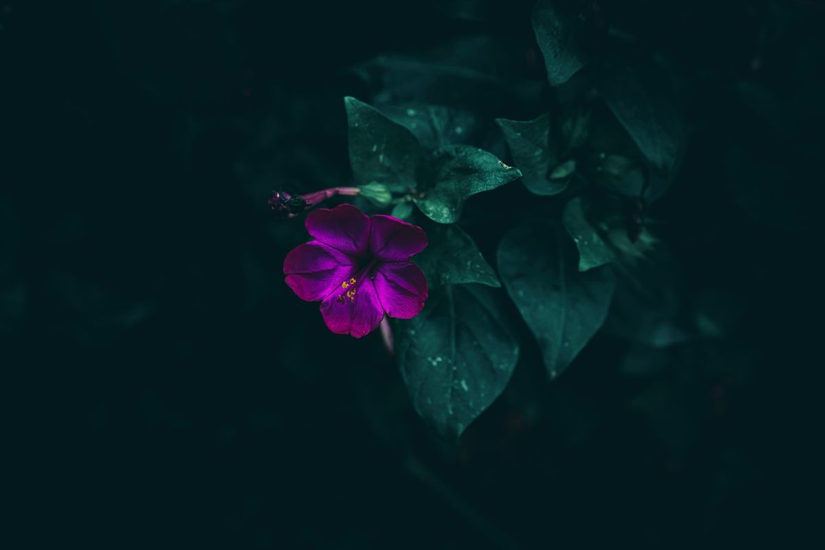A night-blooming flower (Mirabilis jalapa) opening at dusk — a different plant using the same night-fragrance strategy as snake plant flowers