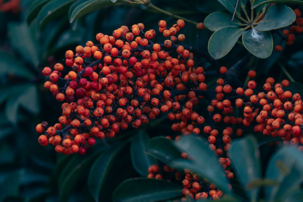 Vibrant orange-red berries on a plant — the seed-bearing fruit a snake plant flower develops into, but only if pollination actually succeeds