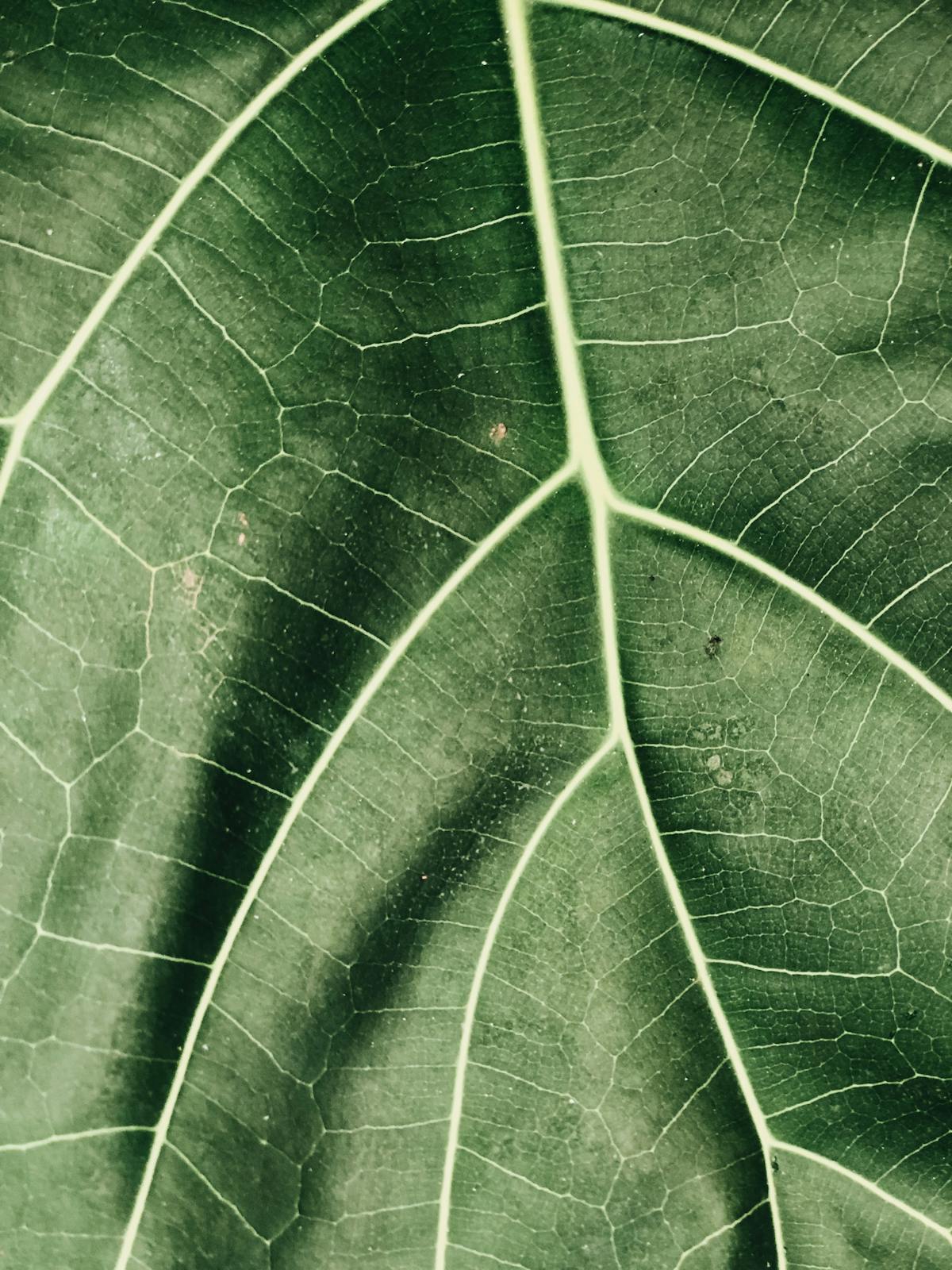 Close-up macro photograph of thick green succulent plant leaves with waxy cuticle surface showing water-storage plant tissue structure