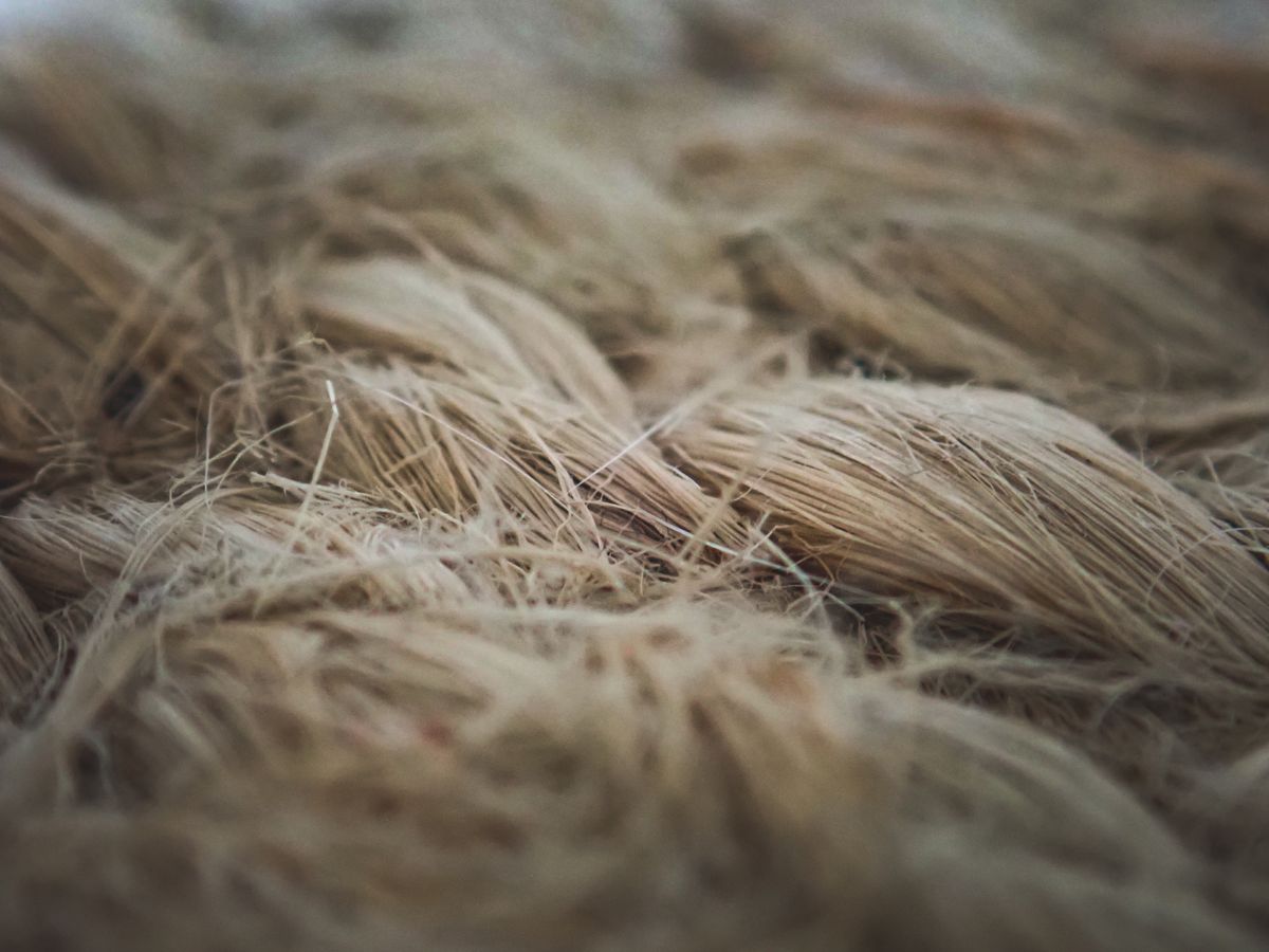 Detailed macro shot of raw flax fibers, illustrating the kind of thick-walled structural fiber bundles found running through a snake plant leaf