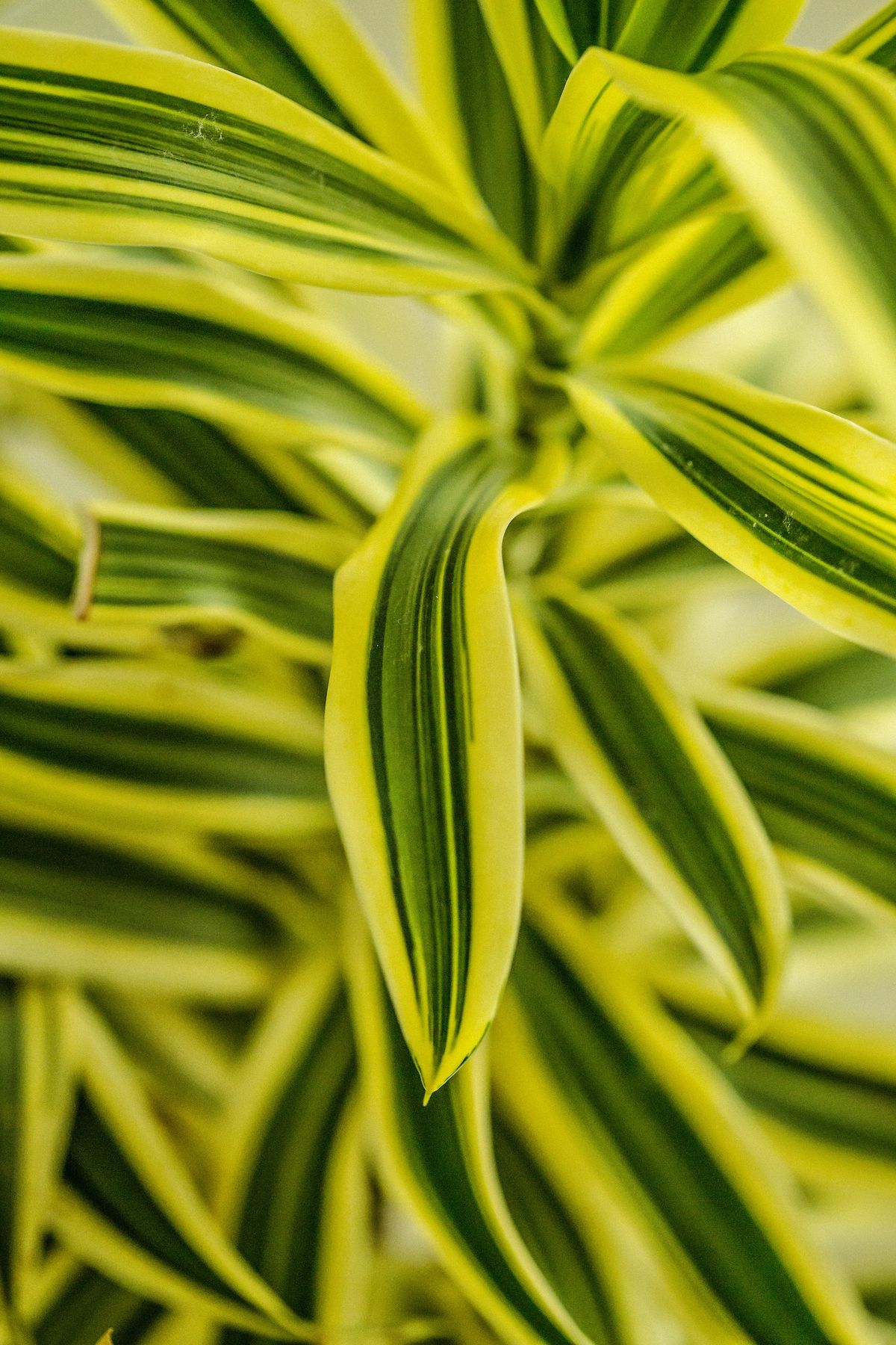 Why Do Snake Plant Leaves Turn Yellow?
