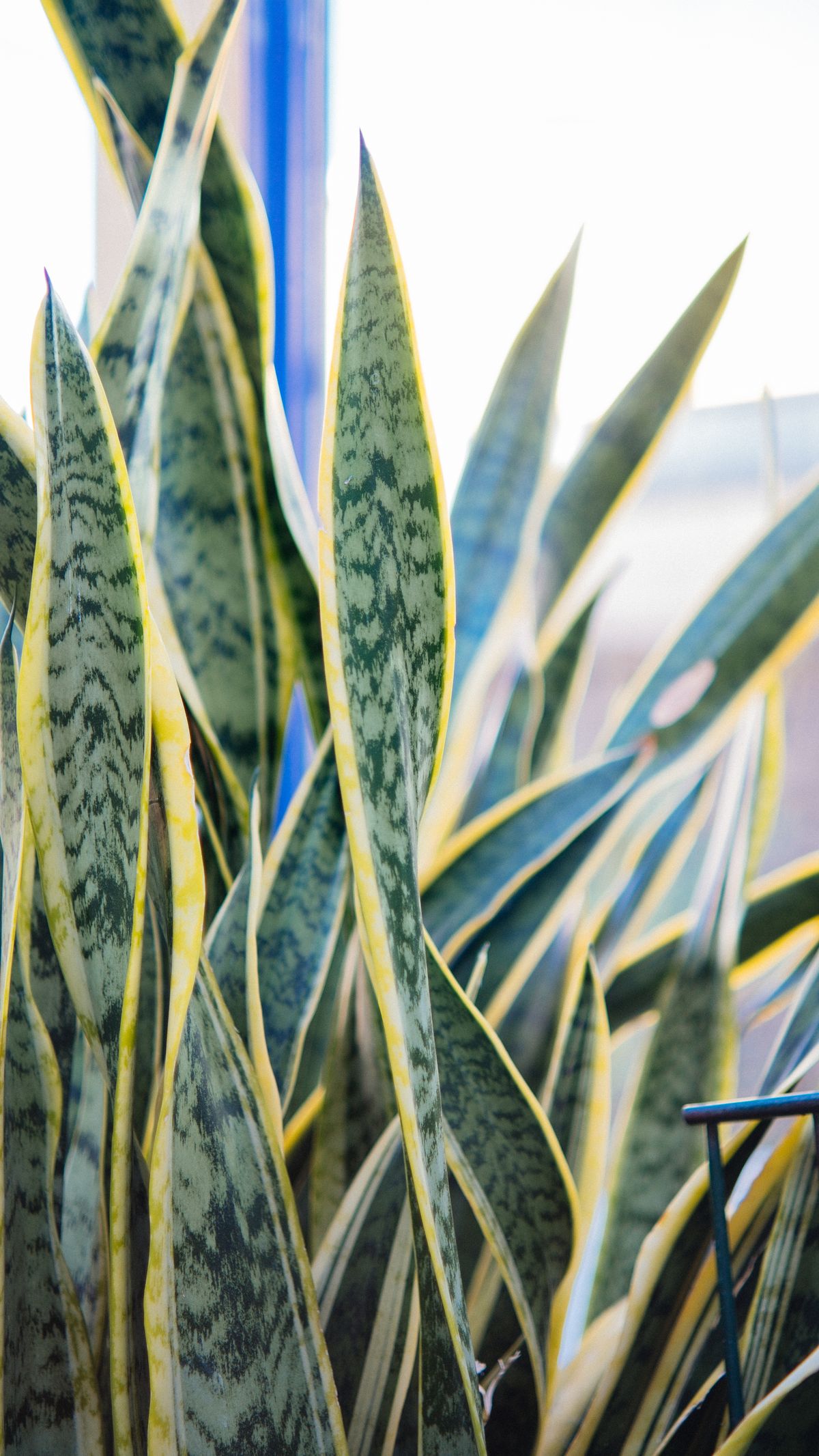 Chimeral Variegation in Snake Plants Explained