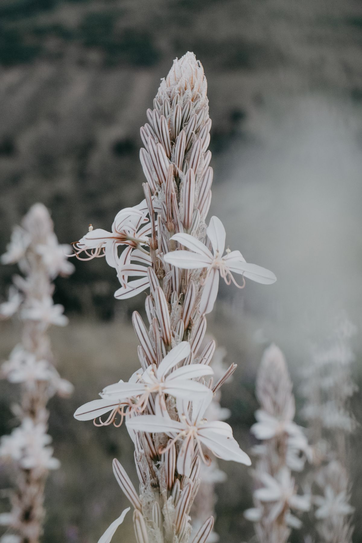 A white asphodel flower spike, a raceme form similar to the flower stalk a snake plant produces