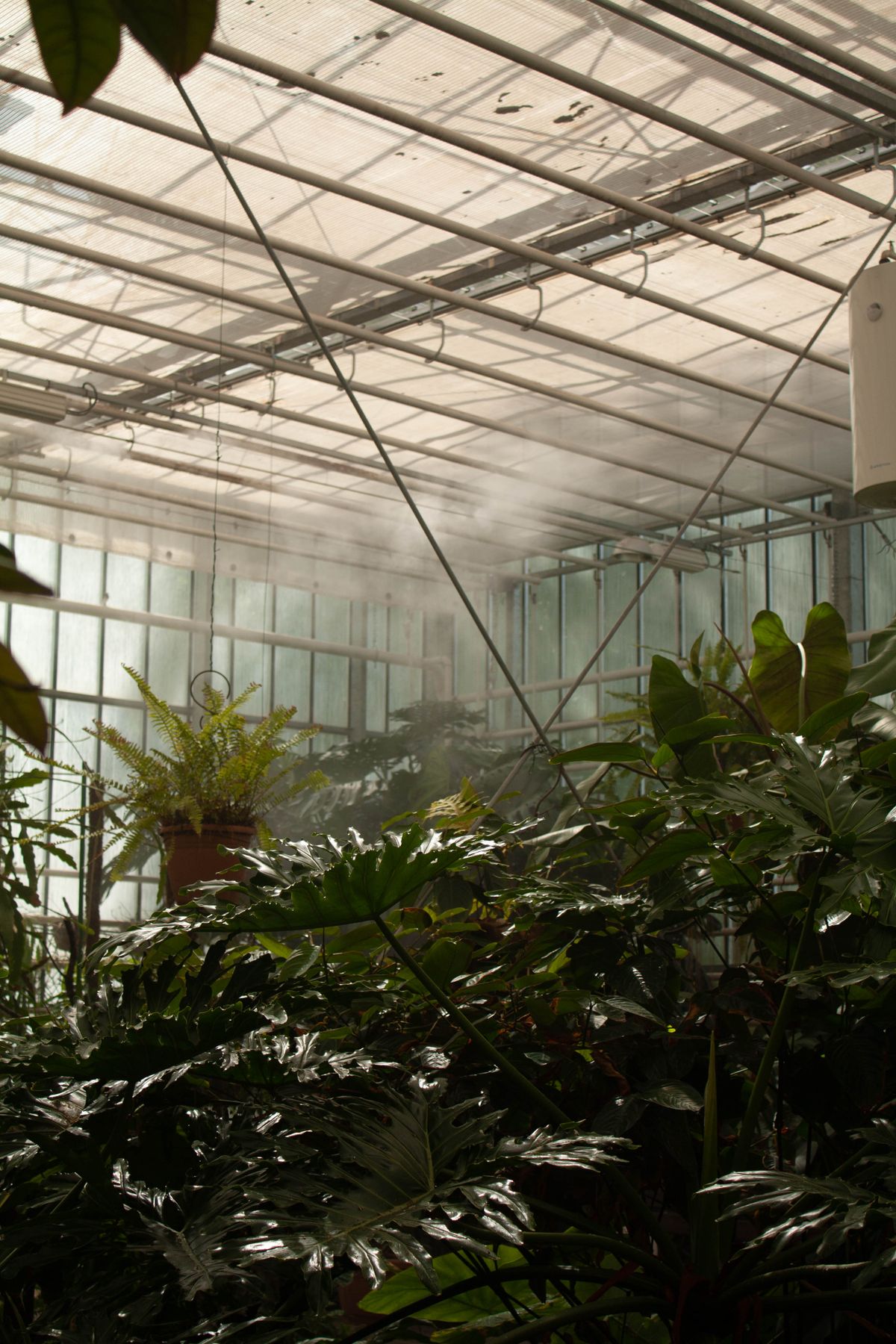 A humid greenhouse environment, the kind of warm, wet conditions that favor anthracnose development and spread