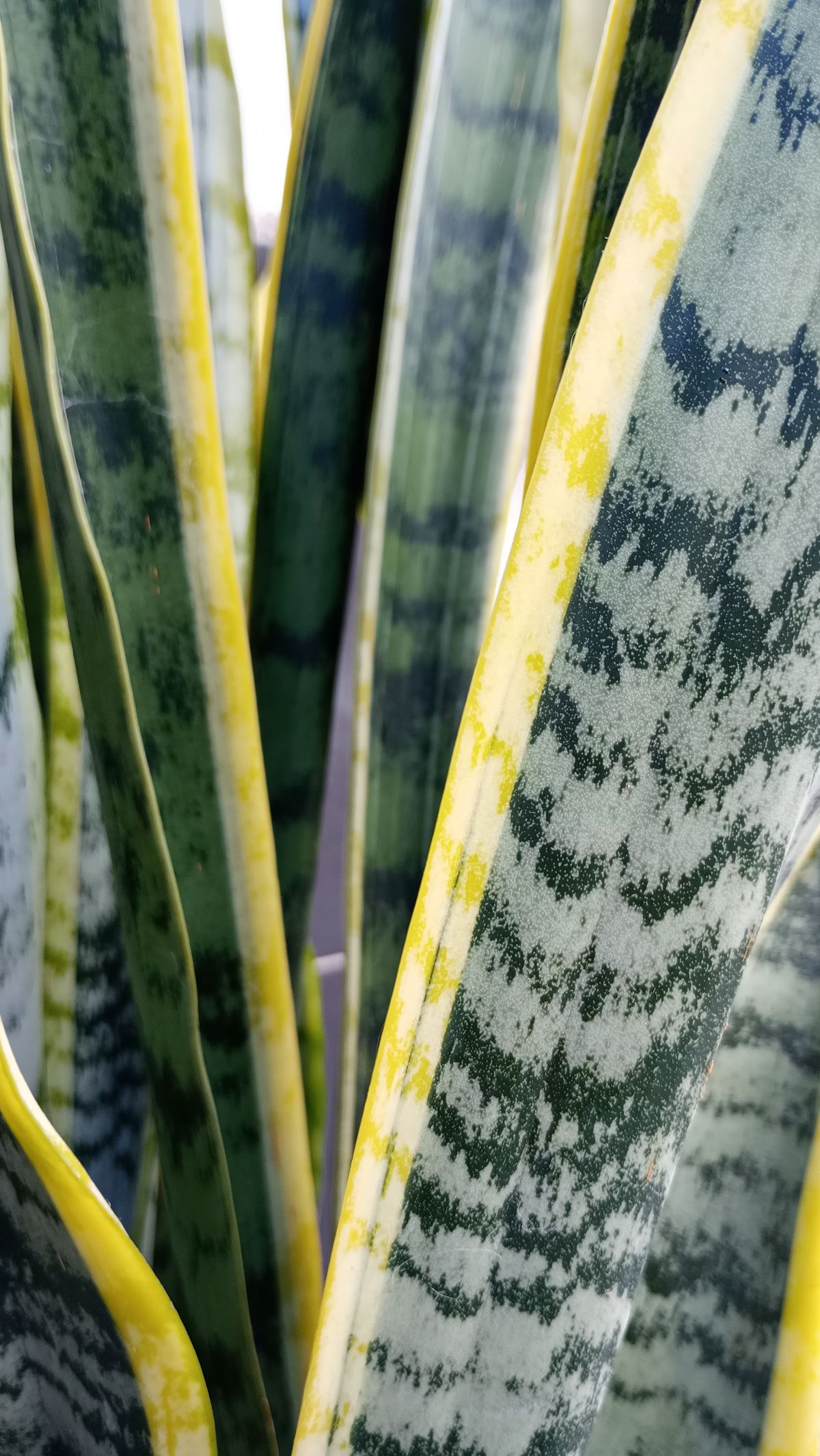 Why Do Snake Plant Leaves Lean or Fall Over?