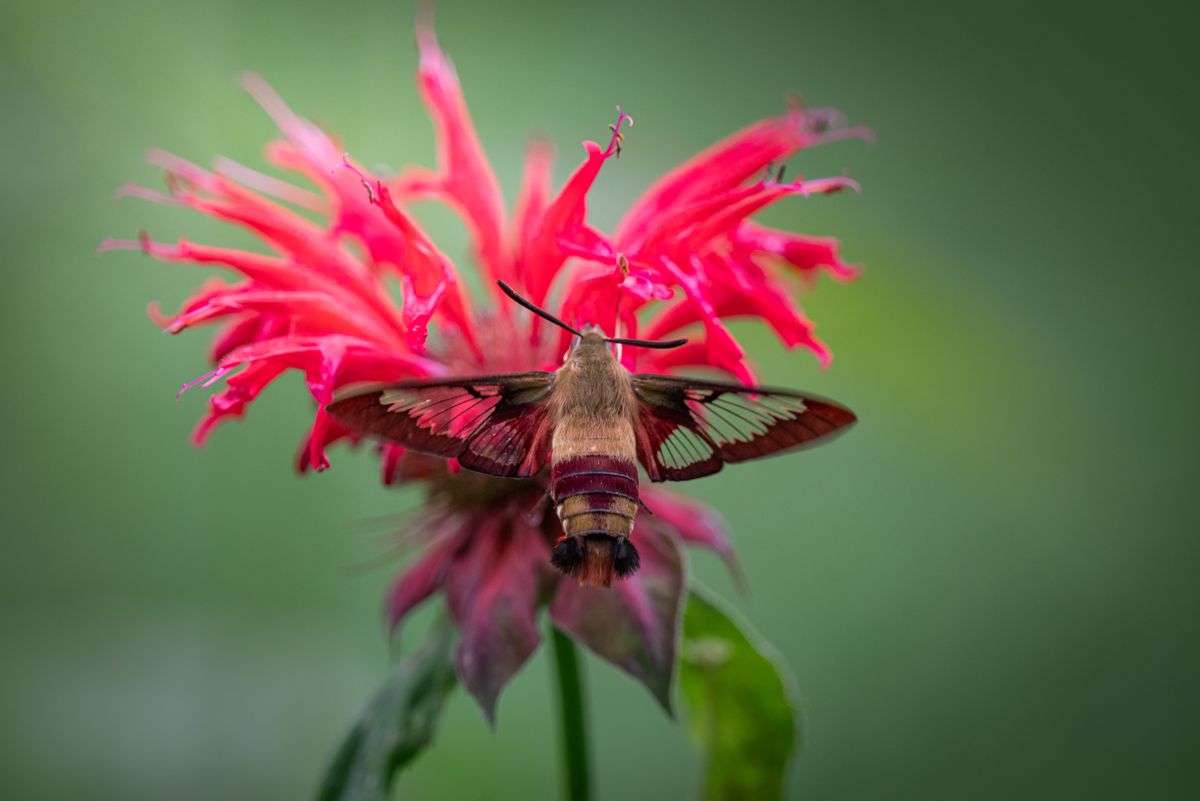 Close-up of a hawk-moth's long proboscis feeding on nectar, the same feeding mechanism suited to a narrow tubular flower