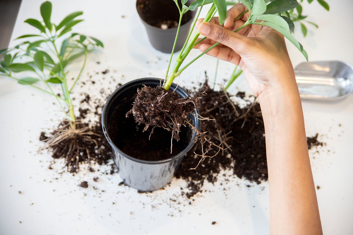 Close-up of visible plant roots and rhizome structure showing the underground storage system that gives sansevieria its exceptional drought endurance