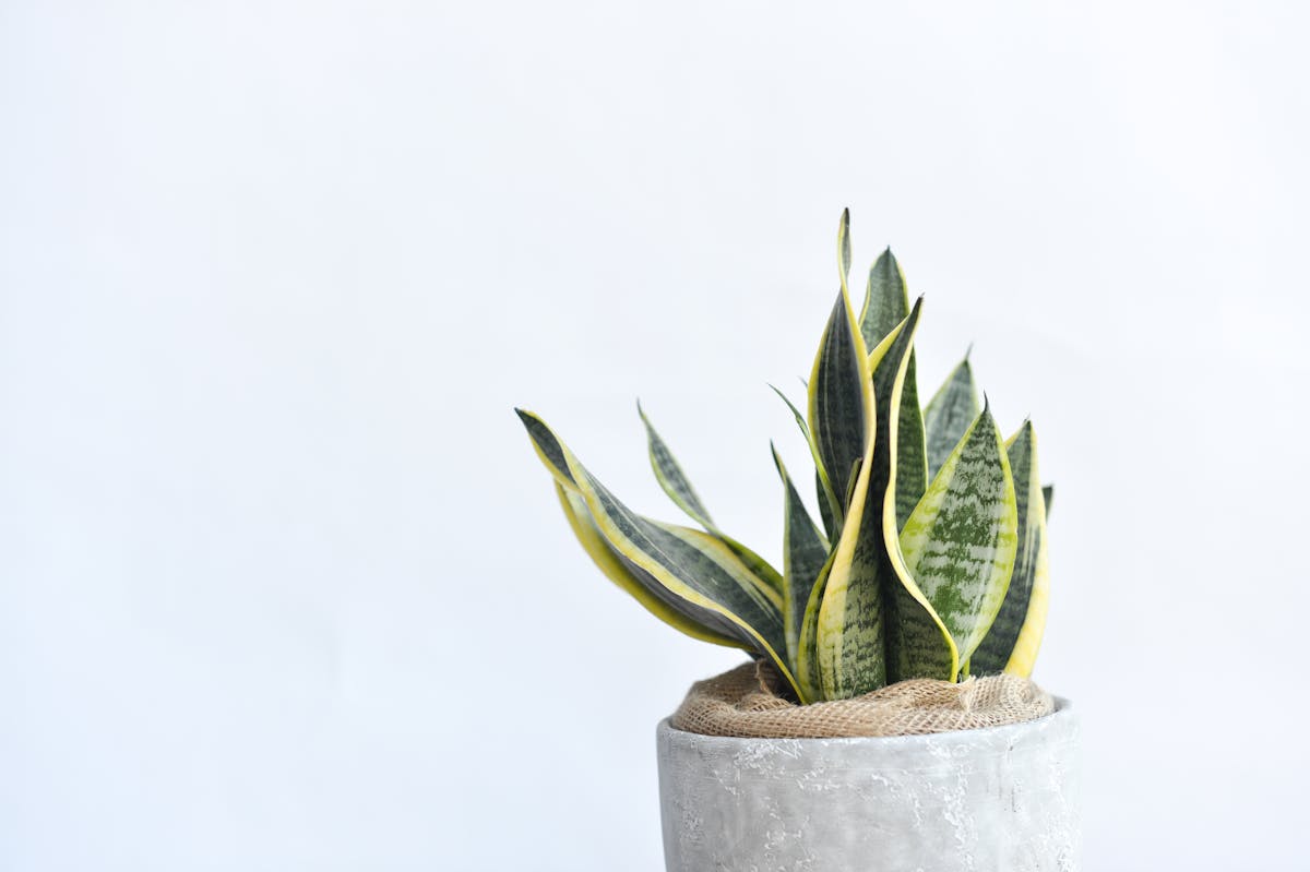 Sansevieria Cylindrica: Structural Adaptations