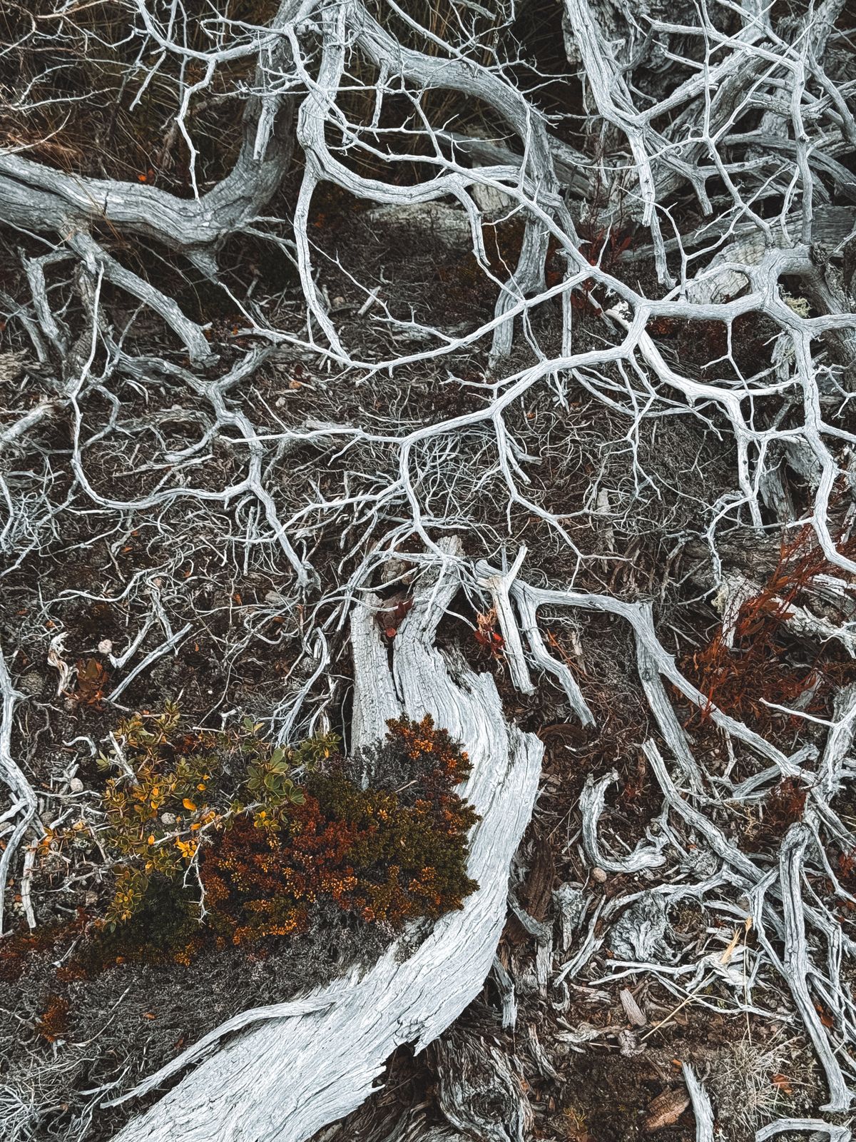 Detailed decaying roots showing the kind of tissue breakdown that spreads through a snake plant's root system during root rot