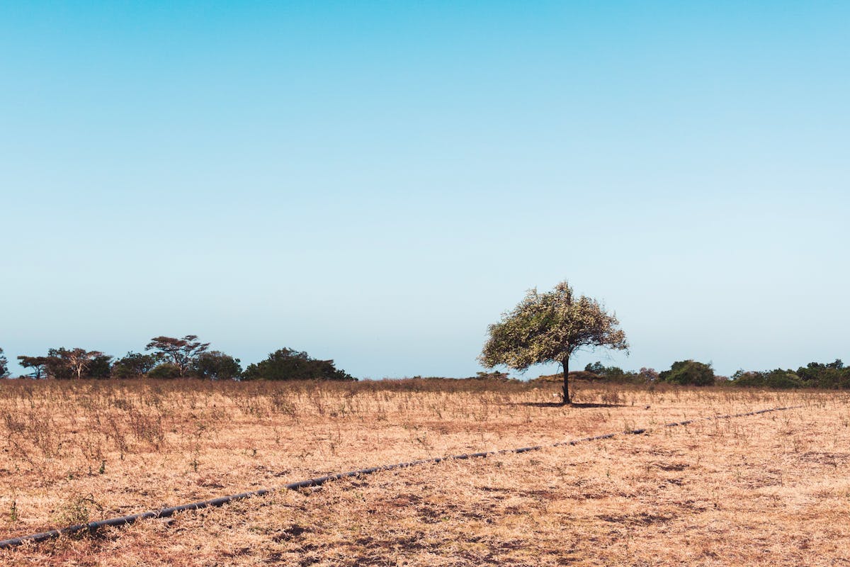 African savanna landscape with dry tropical vegetation rocky terrain and drought-tolerant plants showing Dracaena trifasciata native habitat