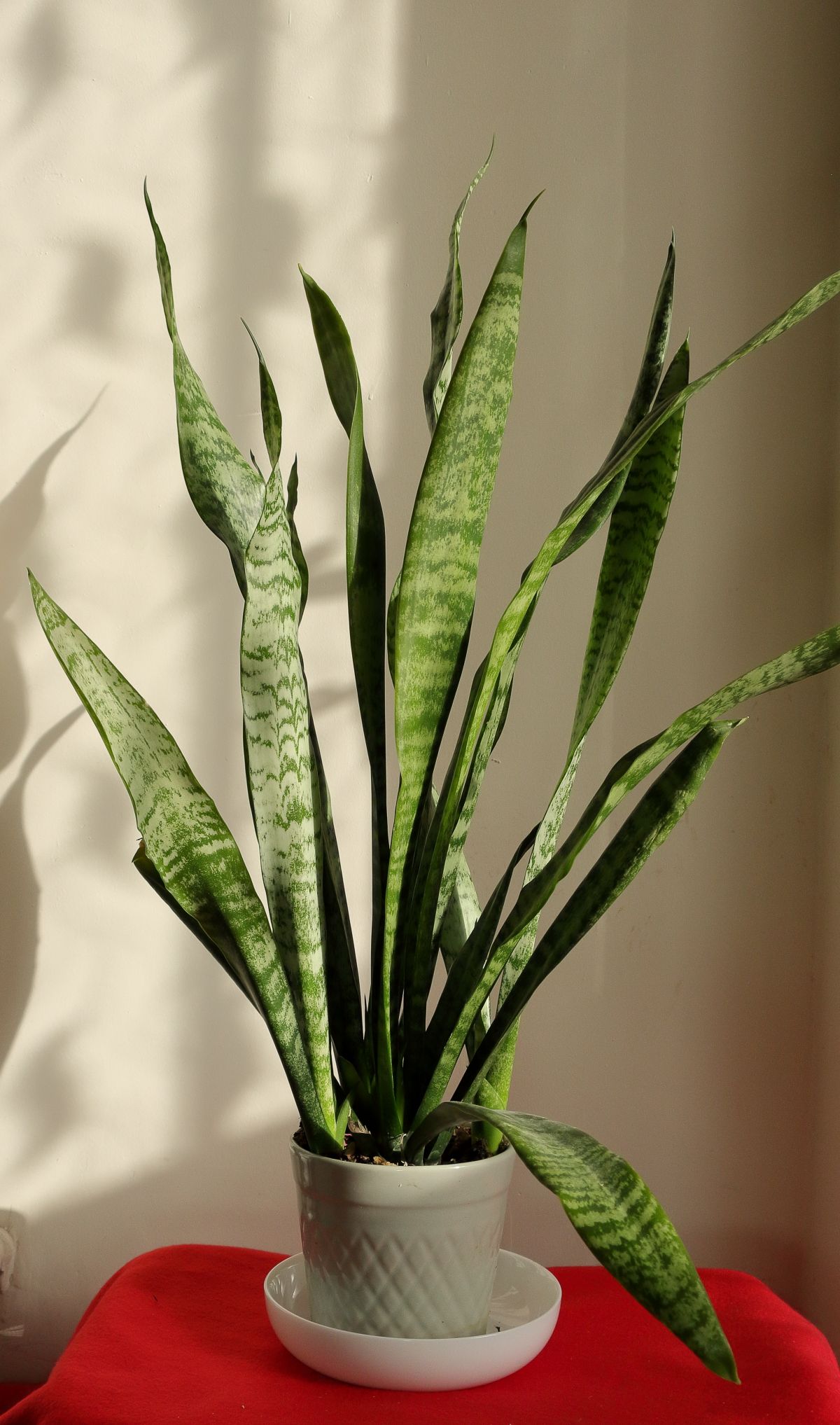 How Do Snake Plant Pups Form Underground?