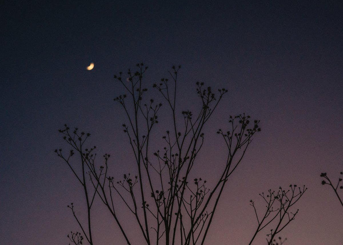 Silhouette of plants against a dimly lit night sky — representing the nocturnal stomata cycle of CAM photosynthesis in sansevieria