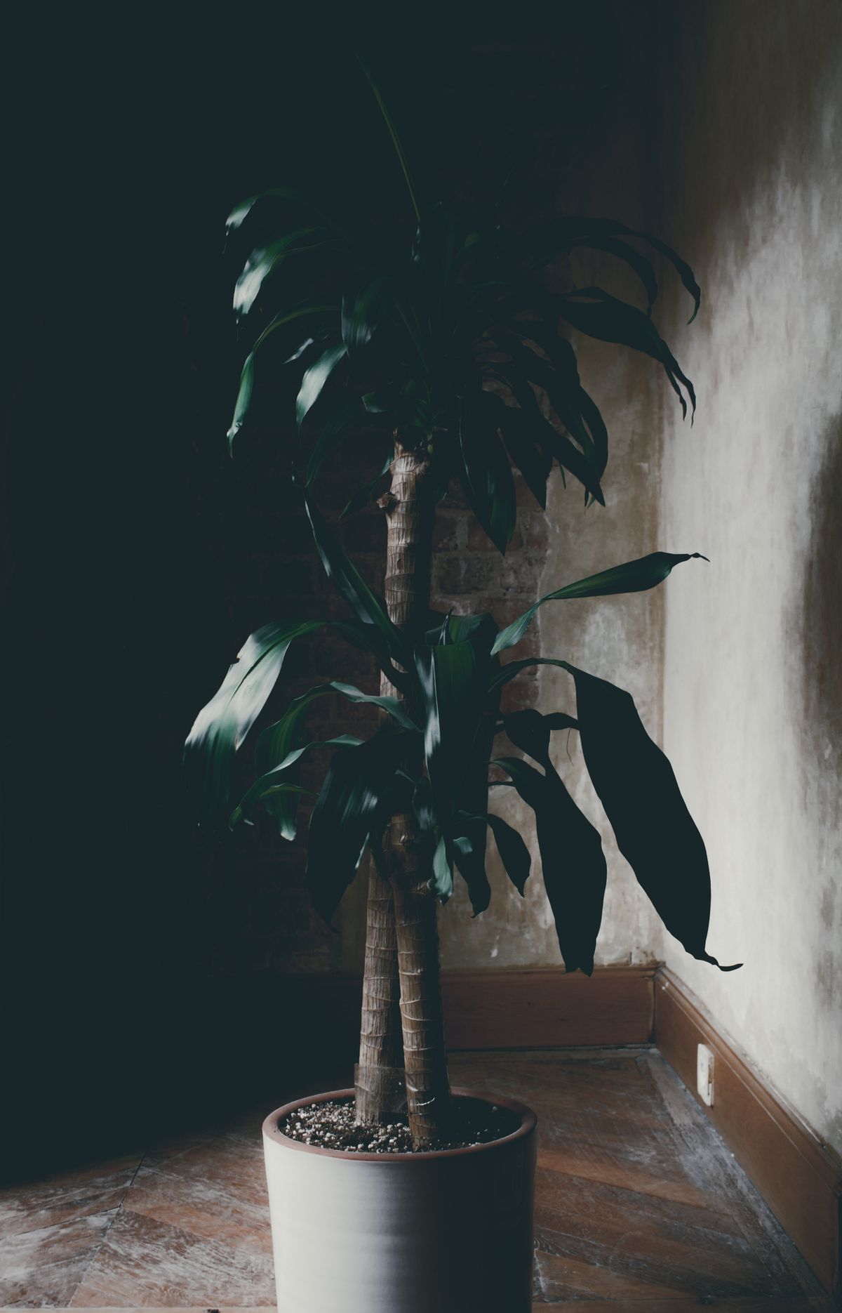 A tall potted plant in a dimly lit room, illustrating the low-light conditions that can slow snake plant growth to a near standstill