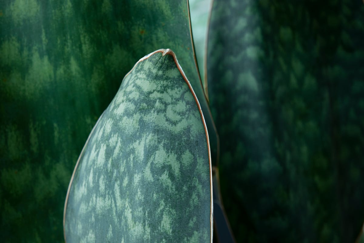 Sansevieria Masoniana whale fin leaf close-up showing the thick waxy surface that stores water — an adaptation evolved for surviving the long dry season in native habitat