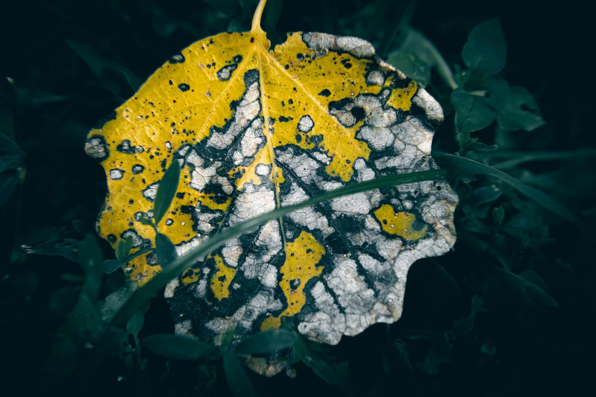 A yellow decaying leaf, similar to the natural aging pattern an old outer snake plant leaf goes through at the end of its life