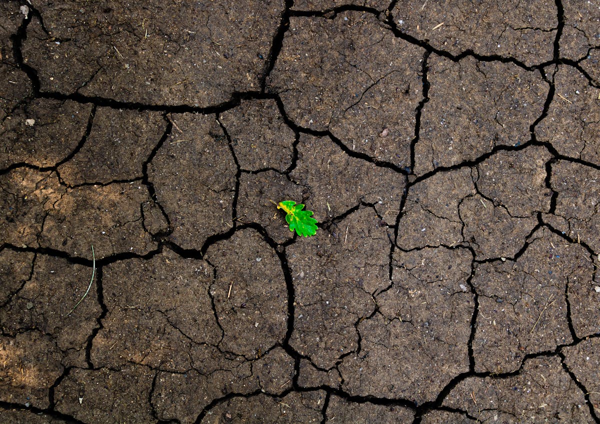 A vibrant green leaf growing through cracked dry soil — illustrating how sansevieria's structural adaptations allow survival in conditions that would defeat most plants