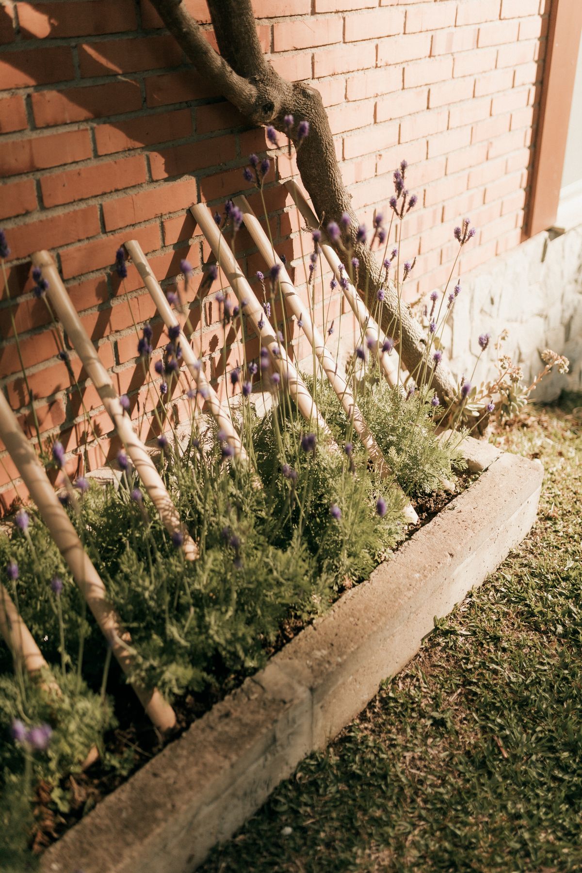 Plants supported with thin garden stakes, the same low-effort staking approach that works for a structurally leaning snake plant leaf