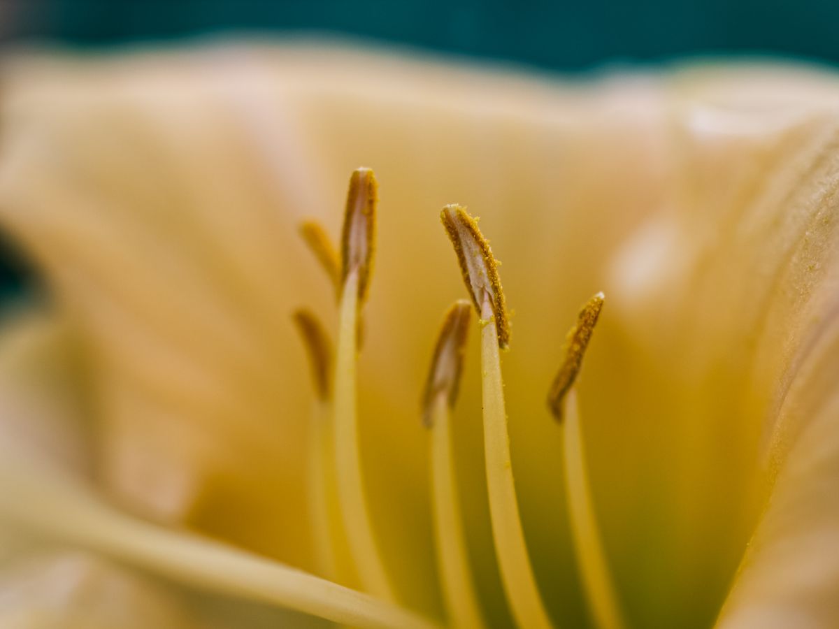 Snake Plant Flower Anatomy: Every Part Explained