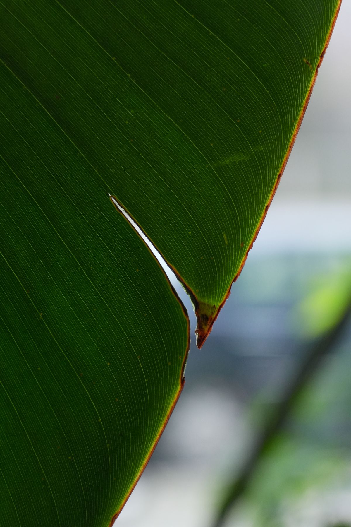 A leaf showing a natural tear, similar to the kind of physical damage a snake plant leaf sustains from a direct knock or bump