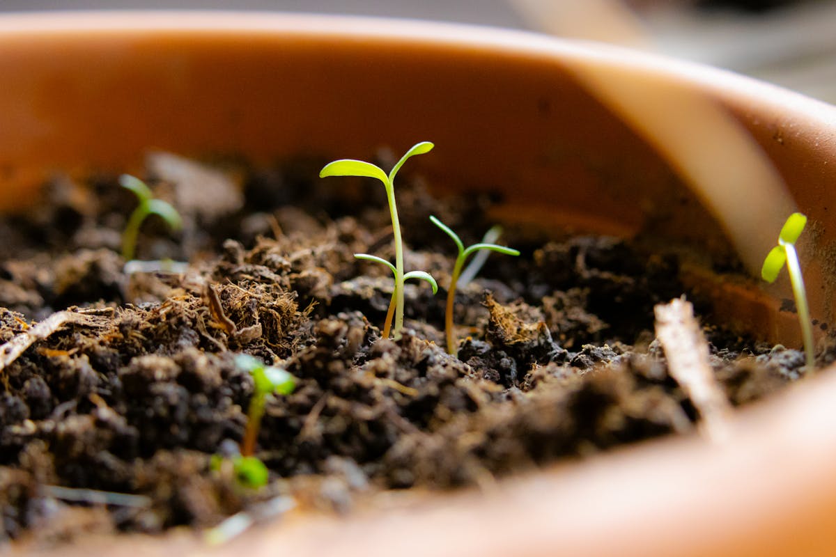 Newly sprouted seedlings in terracotta pots — new growth from leaf cuttings only emerges at the basal end where polarity-directed meristematic cells are located