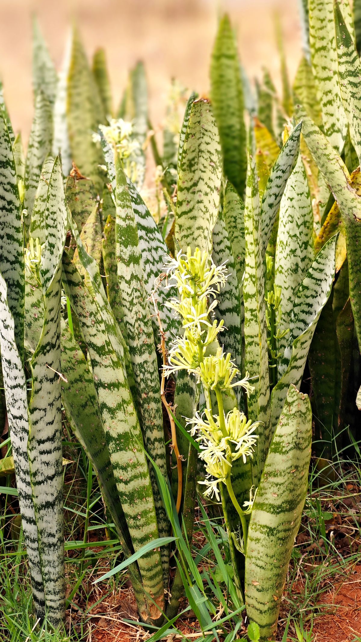 Why Is My Snake Plant Flowering?