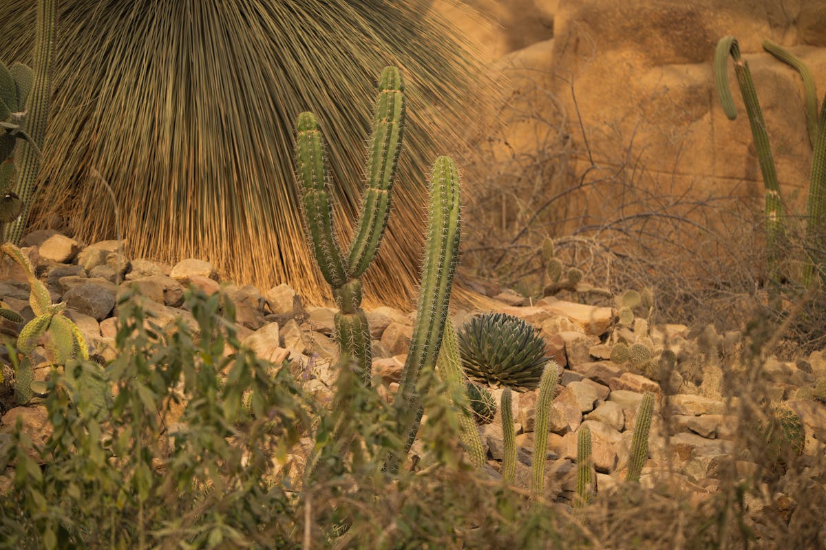 Serene arid desert scene with cacti succulents and dry vegetation among rocky terrain representing the hot dry Southern African native habitat of Dracaena angolensis