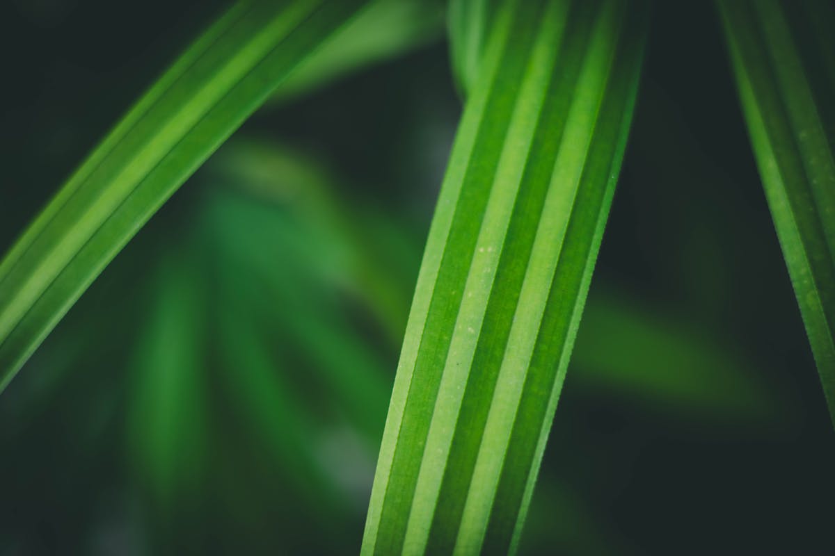 Detailed macro close-up of Sansevieria snake plant leaf surface showing distinctive green banding and waxy cuticle texture under bright light