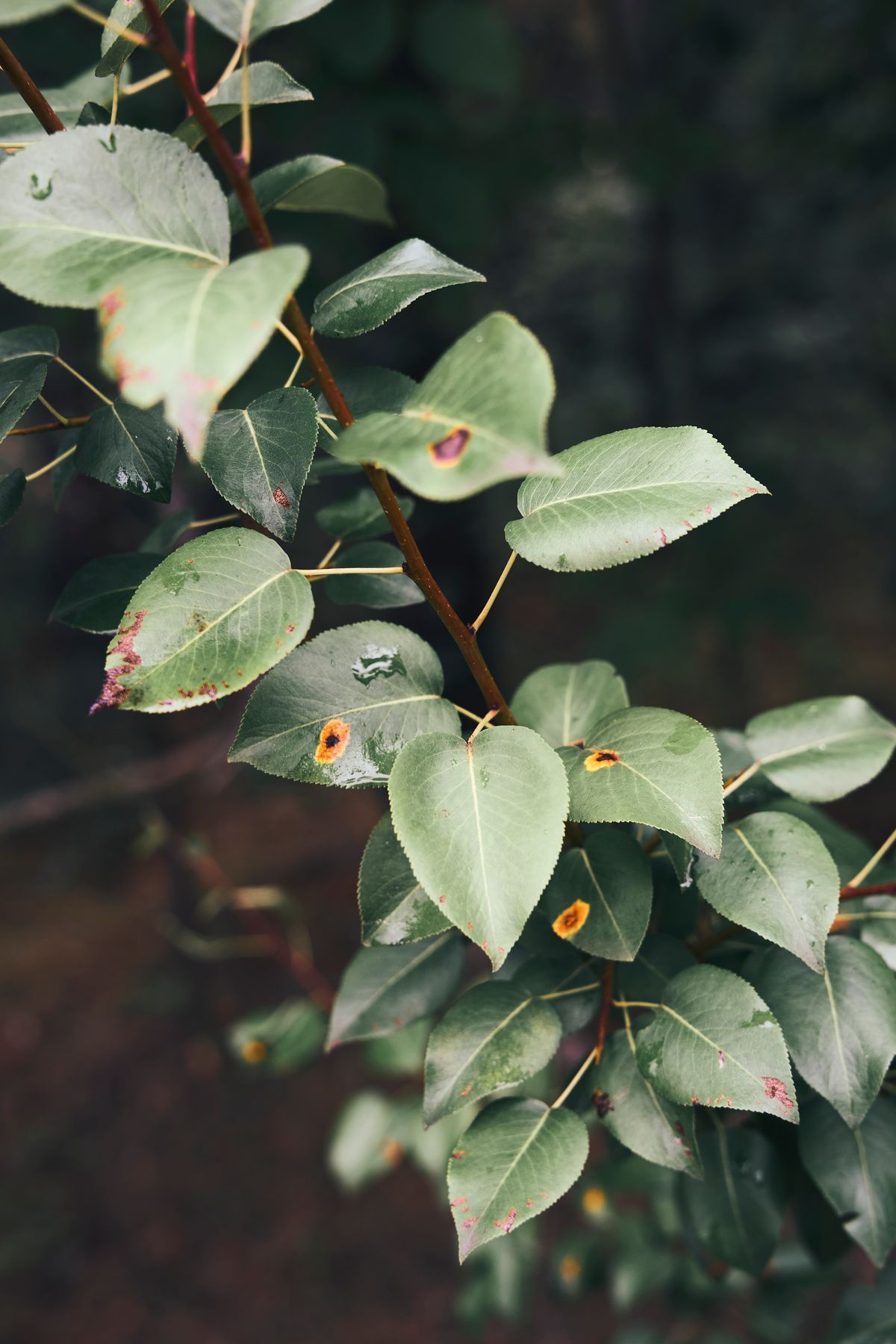 Snake Plant Anthracnose: Symptoms and Disease Biology