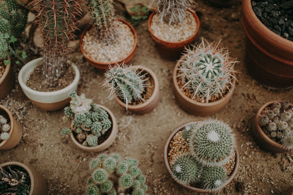 Top view of diverse potted cacti and succulents in various shapes and sizes showcasing drought-tolerant CAM plants collection