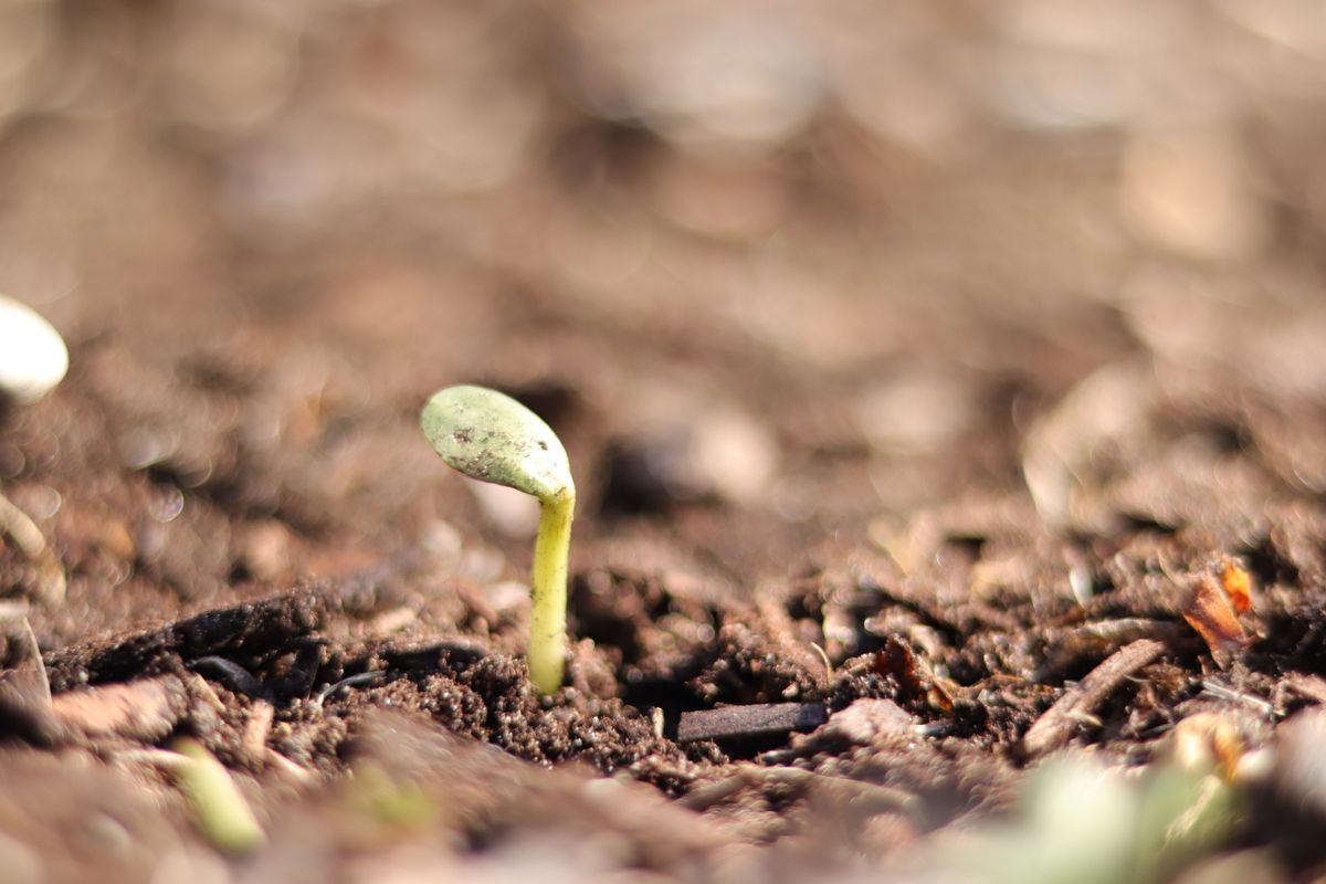 Vibrant green sprout breaking through rich brown soil, illustrating the moment an activated rhizome bud pushes a new leaf up through the surface