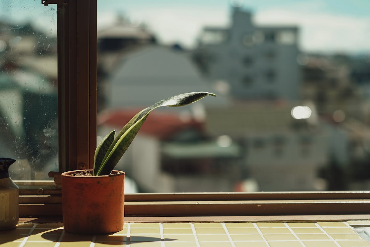 Sansevieria snake plant in sunlight close to window with urban background showing sword-shaped leaves against natural light