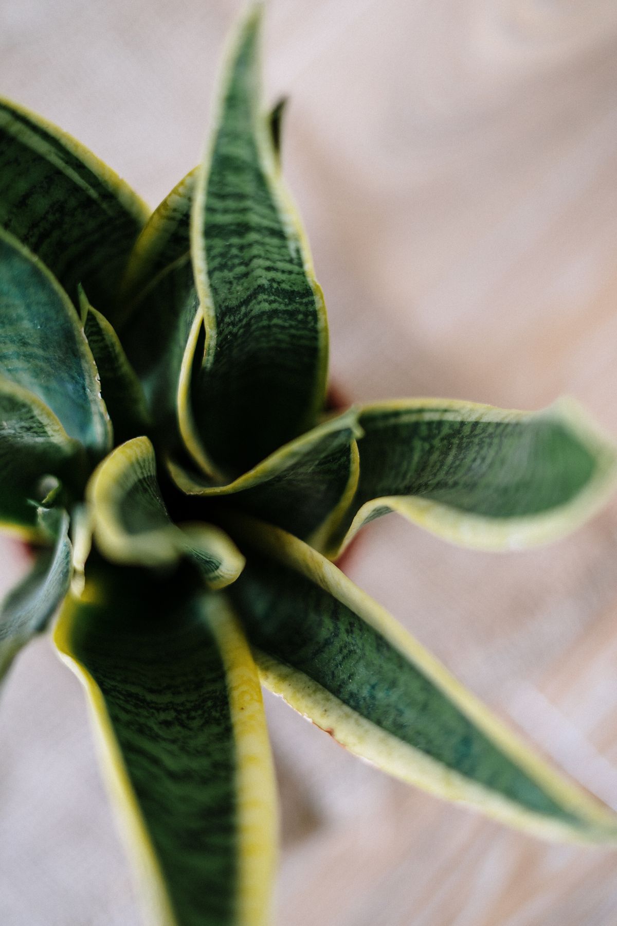 Snake Plant Leaf Cross-Section: Every Tissue Layer Explained