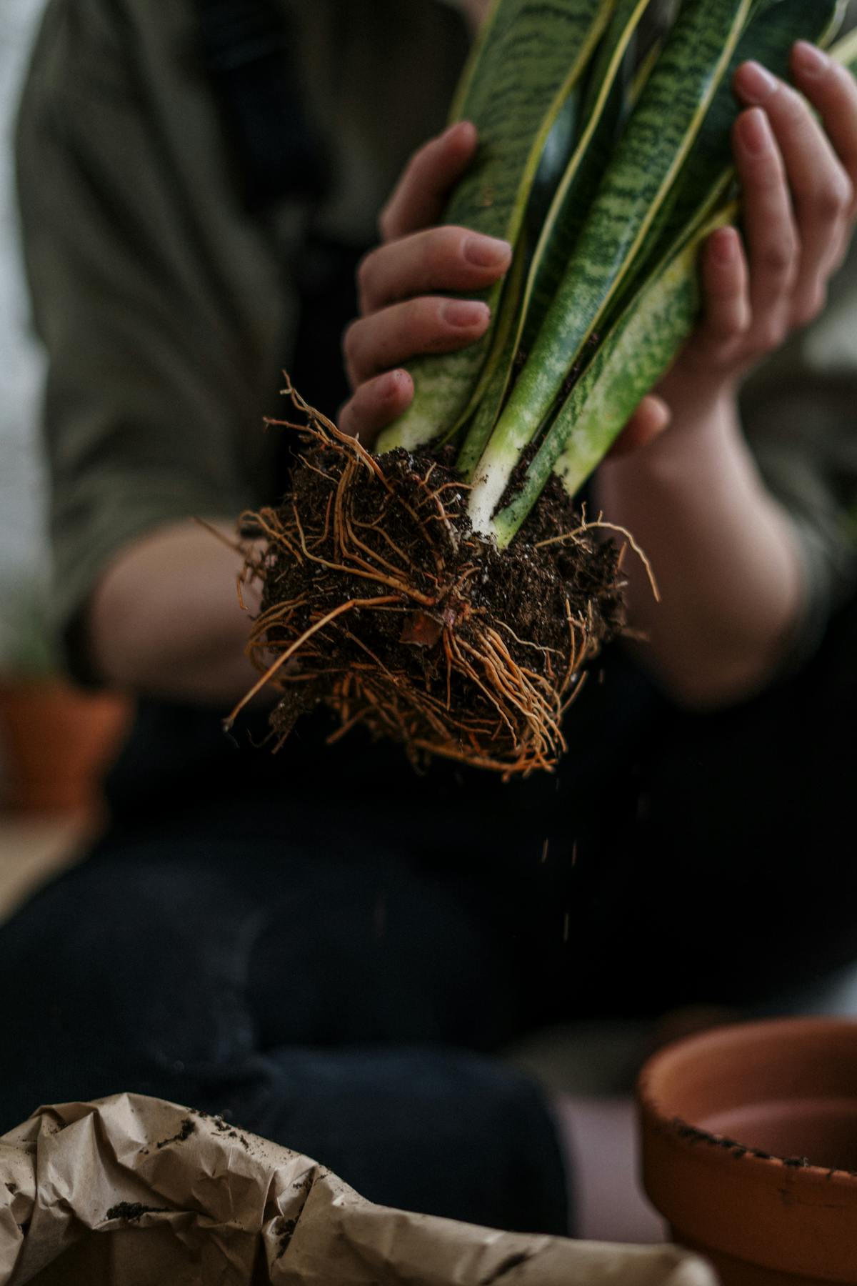 Close-up of hands holding a snake plant root ball above a terracotta pot, ready for repotting and division — showing the root and rhizome structure that makes division propagation work