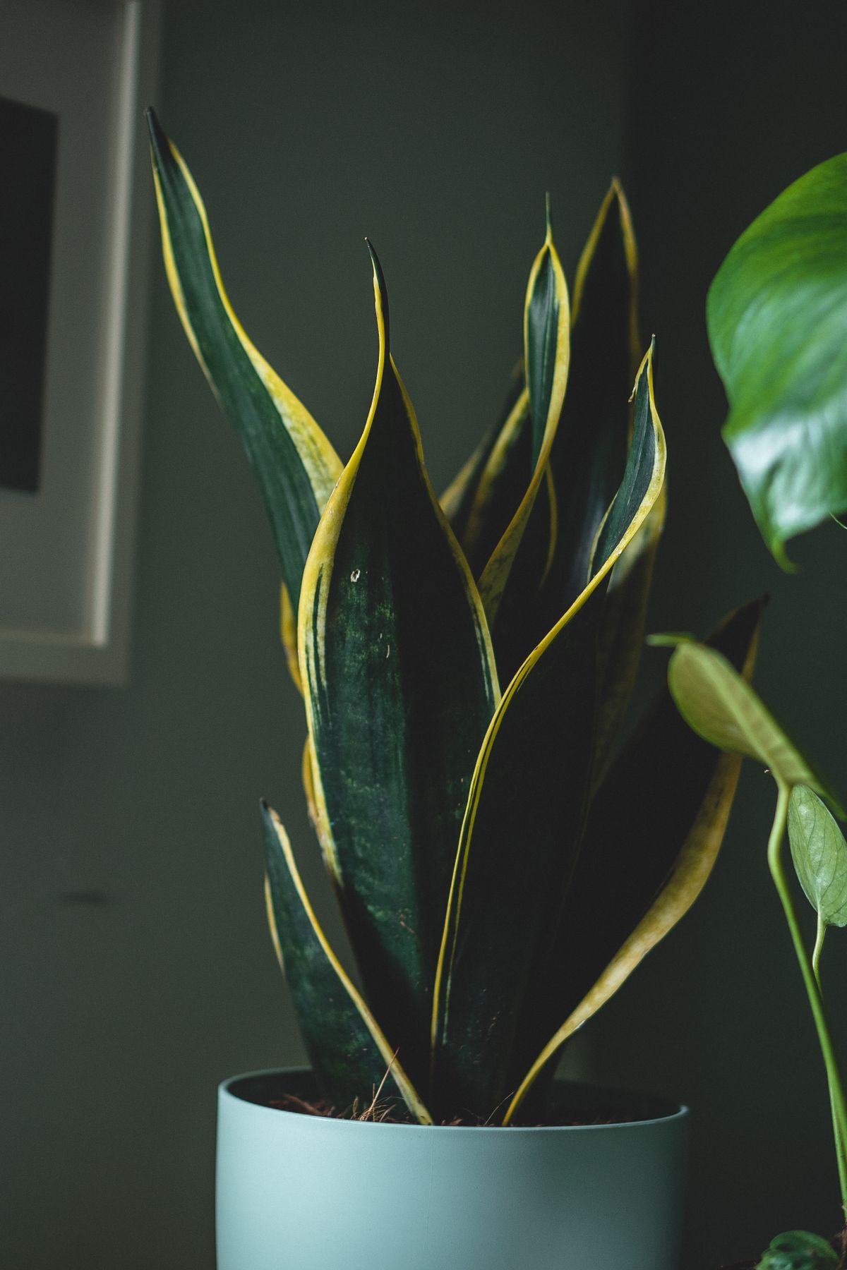 Potted plant with pointed leaves showing distinct yellow edges along the leaf margin, illustrating a chimera's outer color layer