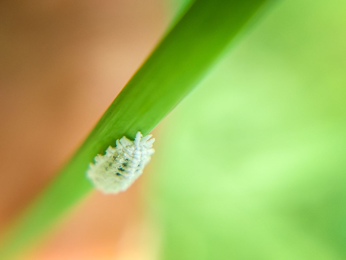 A mealybug on a leaf, the type of pest that can cause stress spots on snake plant leaves through feeding damage