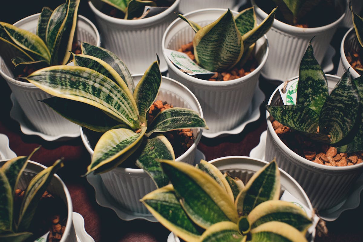 Top view of healthy Sansevieria snake plants in white pots showing mature upright leaves — the kind of established, firm leaf that propagates reliably from cuttings