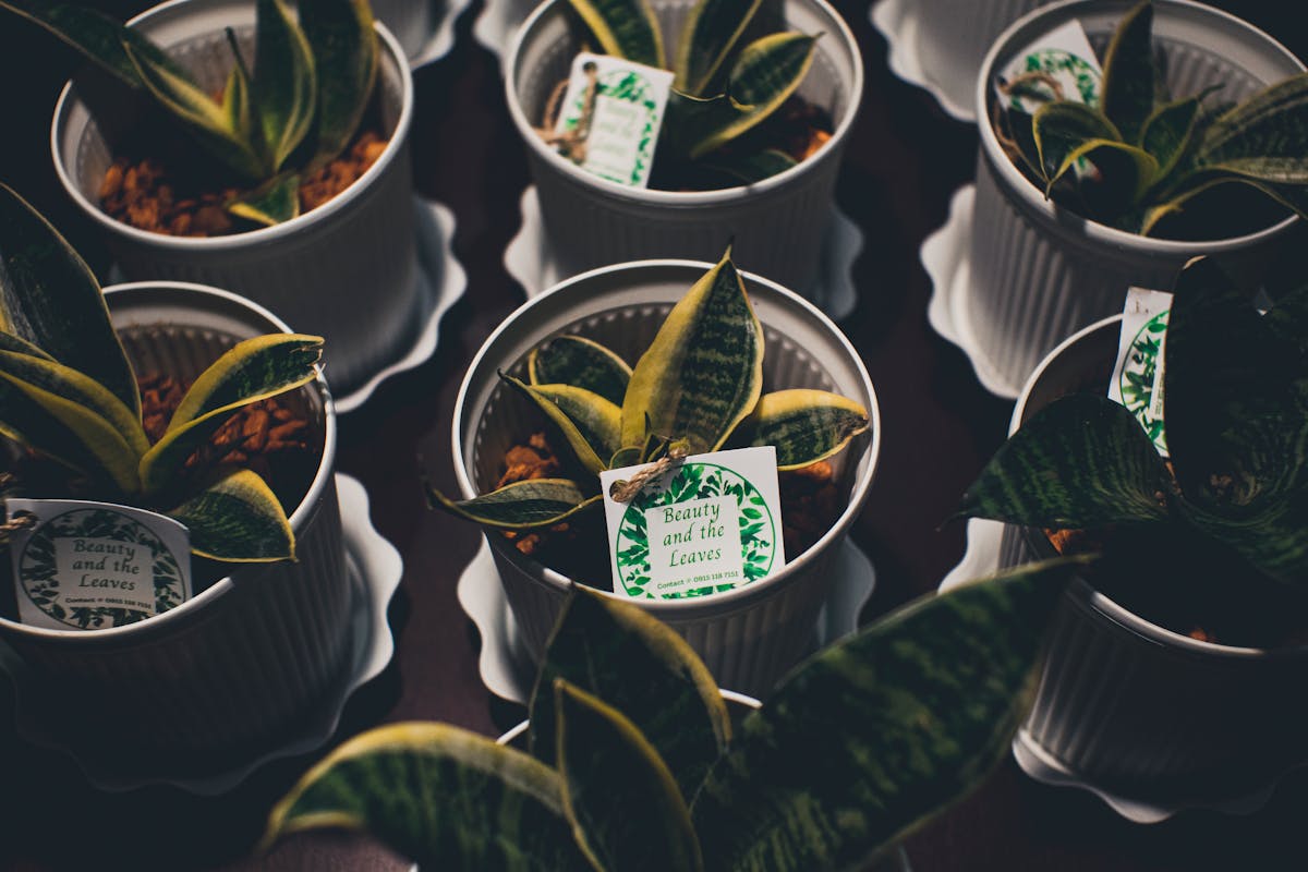 Various Sansevieria snake plant specimens in white pots with identification labels showing different cultivars and species in an indoor setting