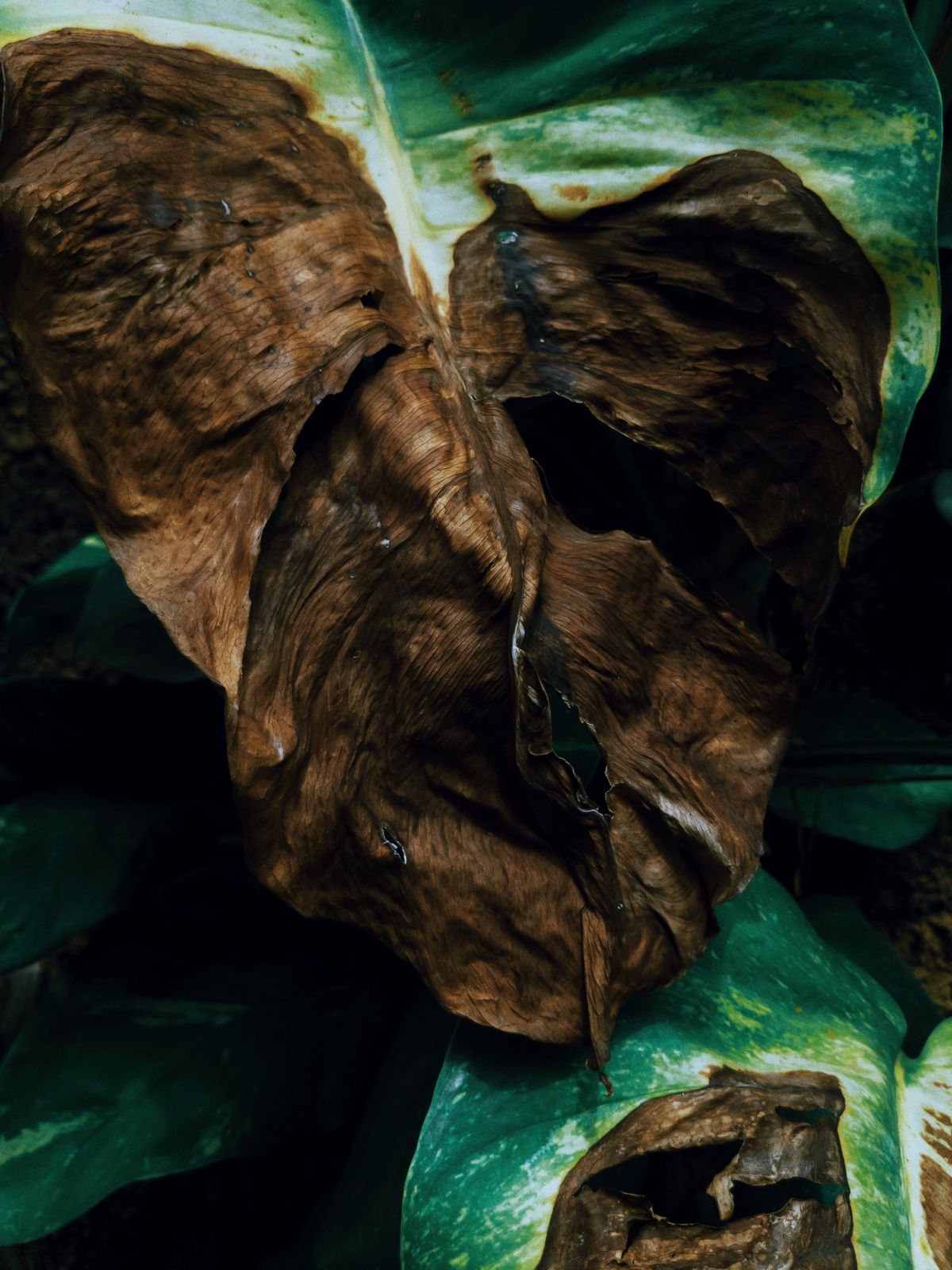 Why Do Snake Plant Leaves Become Wrinkled?