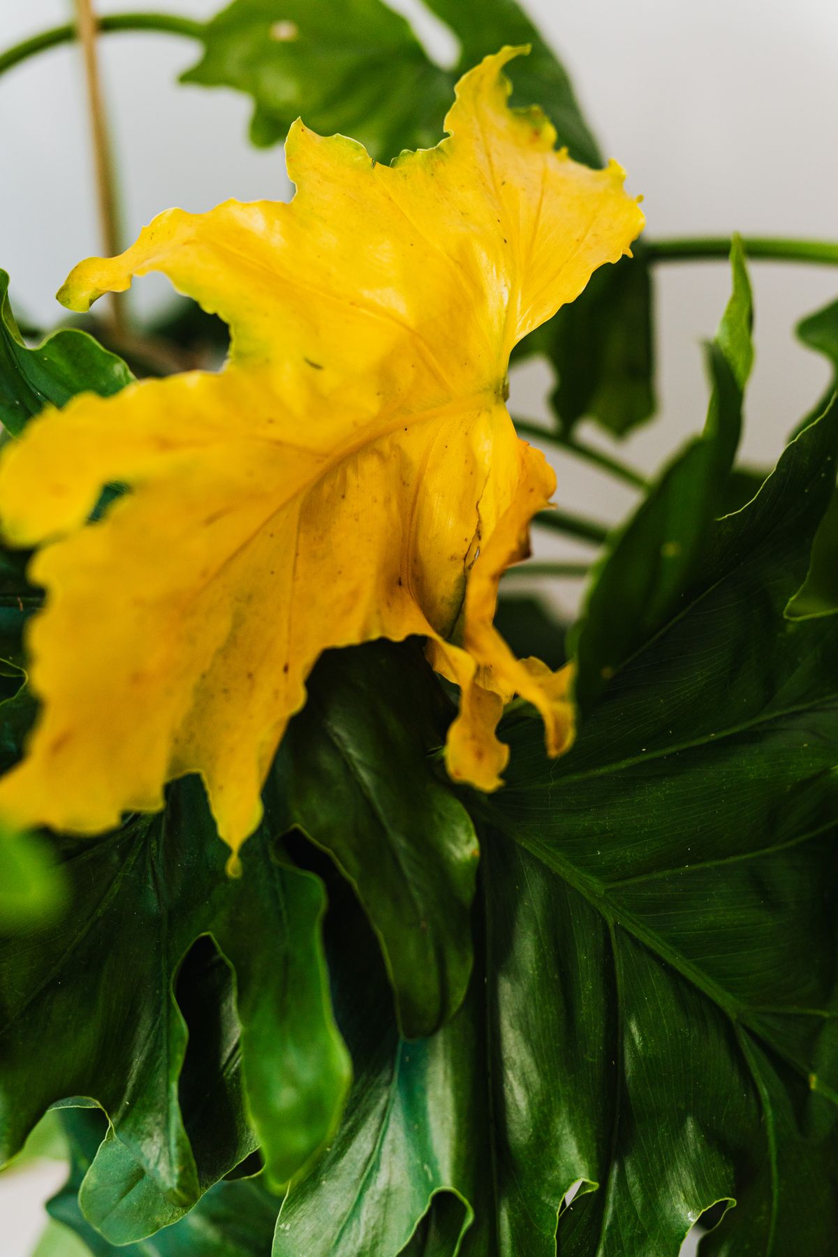 A leaf transitioning from green to yellow, showing the same chlorophyll breakdown that produces a snake plant's yellowing pattern