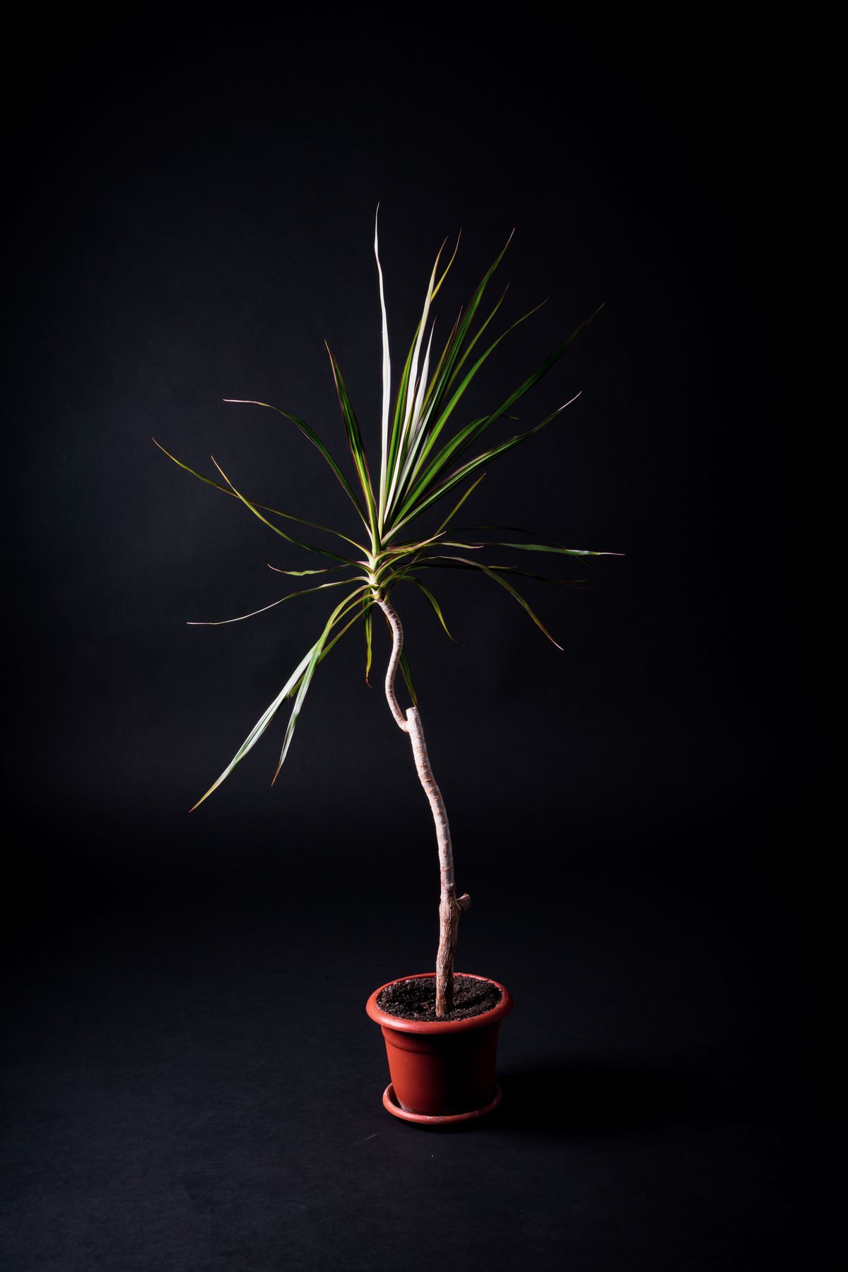 A tall, narrow-leaved houseplant, illustrating the same height-versus-width structural principle that determines whether a leaf leans under its own weight