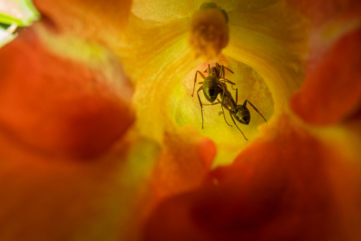 Ants exploring a flower's nectar — a sugar-rich nectar source like this can draw ants indoors the same way snake plant nectar does