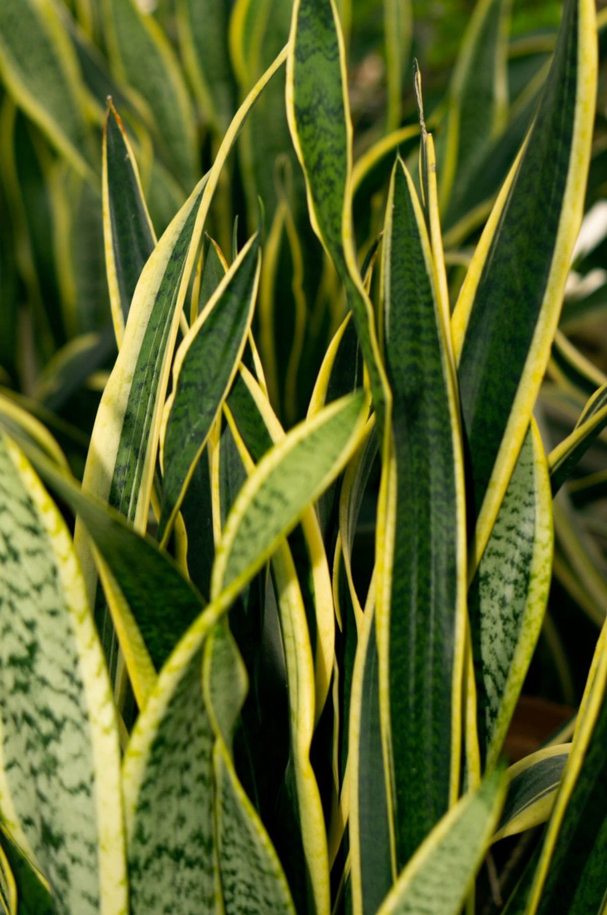 Lush, dense sansevieria plant viewed from above, showing multiple fully mature leaves that have each individually stopped growing
