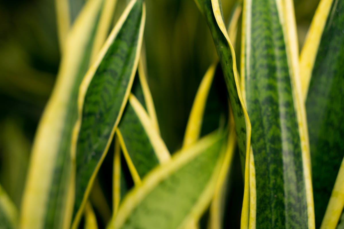 Sansevieria Classification: Snake Plant Taxonomy Explained