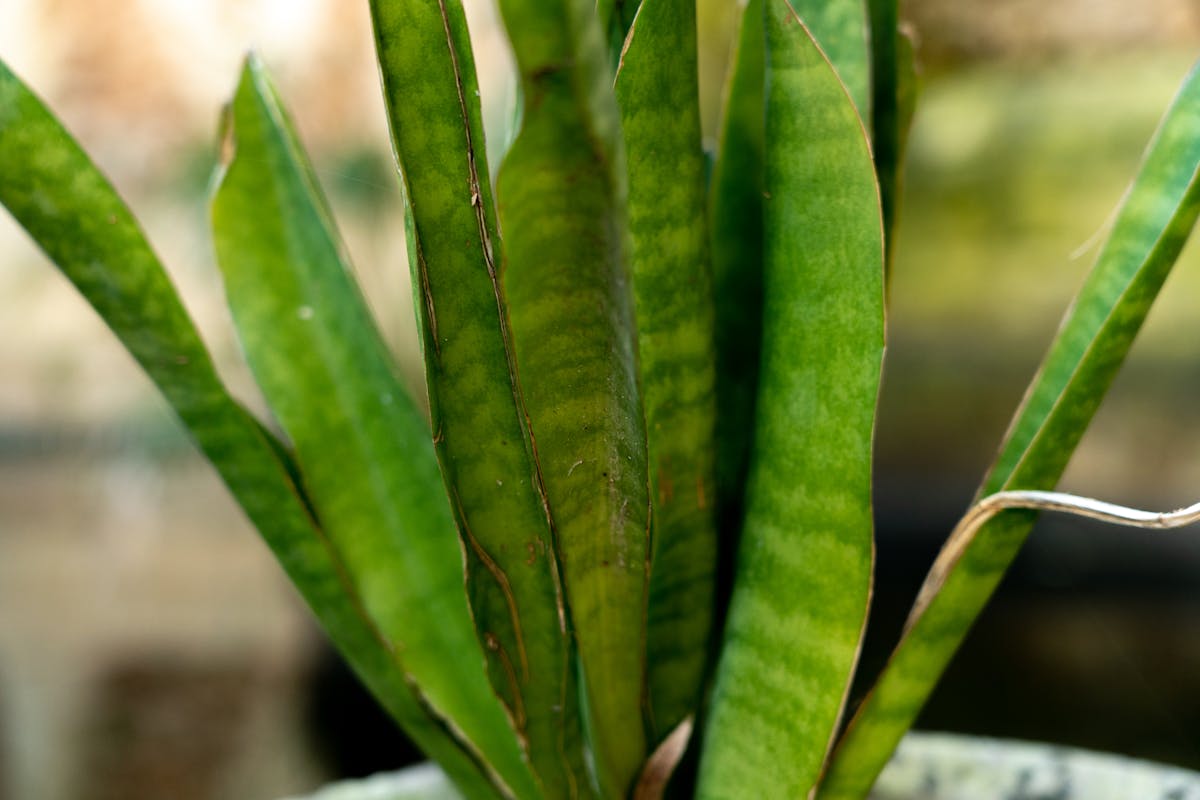 Natural Habitat of Sansevieria Plants