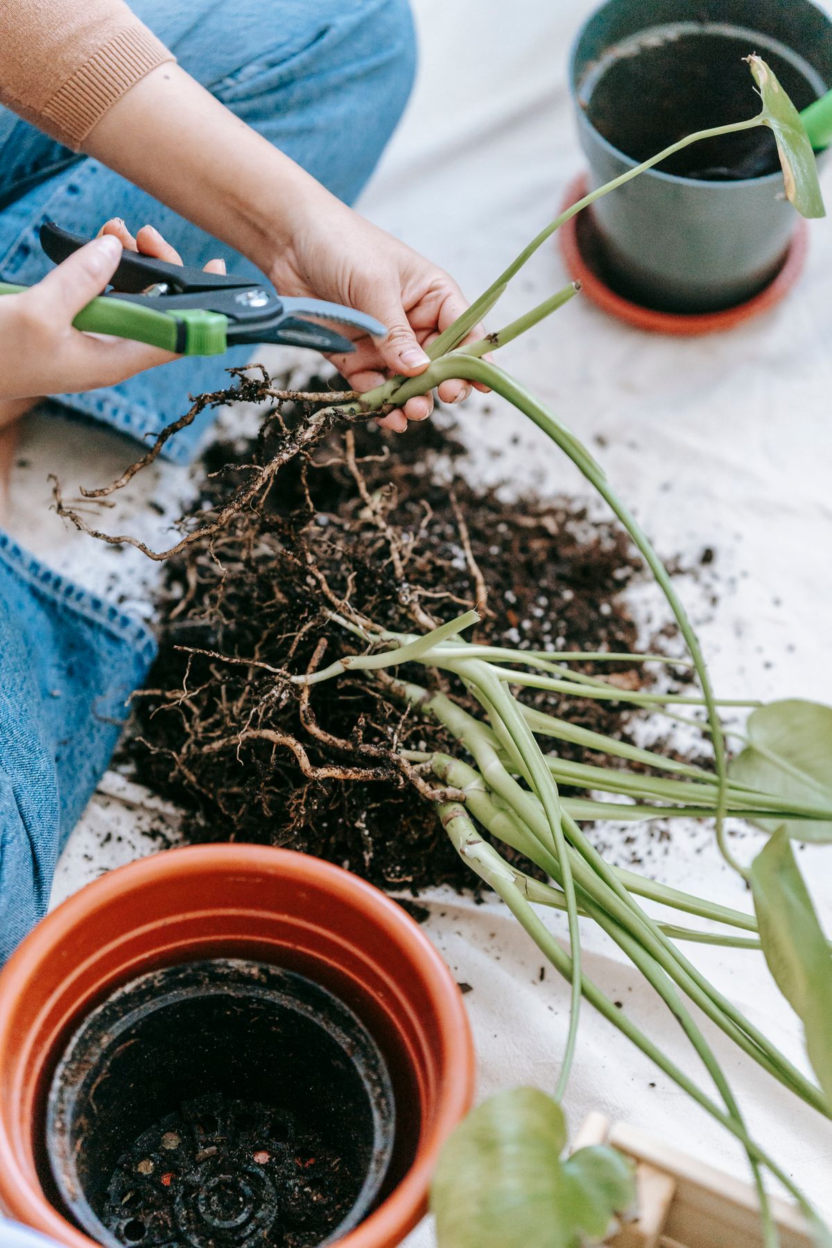A gardener's hands cutting away plant tissue, the kind of precise trimming needed to remove rotted roots before repotting