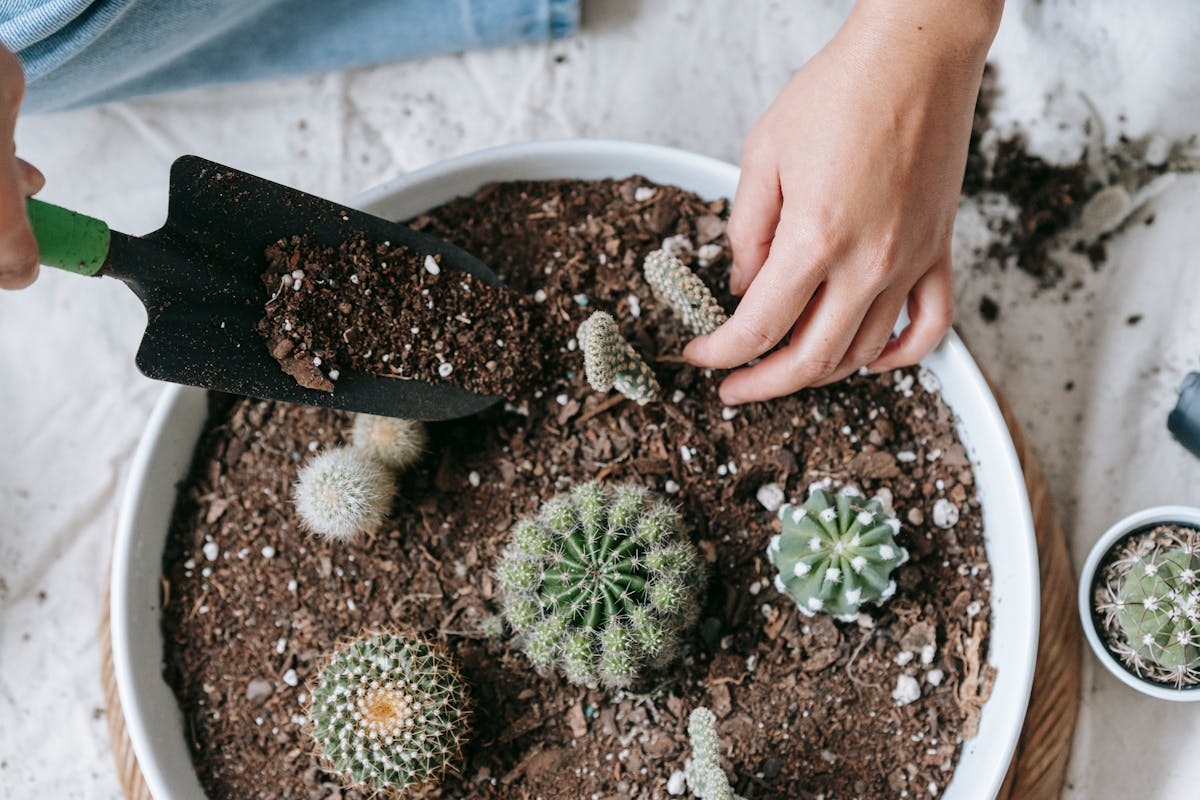 A gardener planting a cutting into soil in a terracotta pot — the soil propagation method for sansevieria produces soil-adapted roots directly and requires no later transplanting